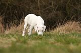 DOGUE ARGENTIN 154